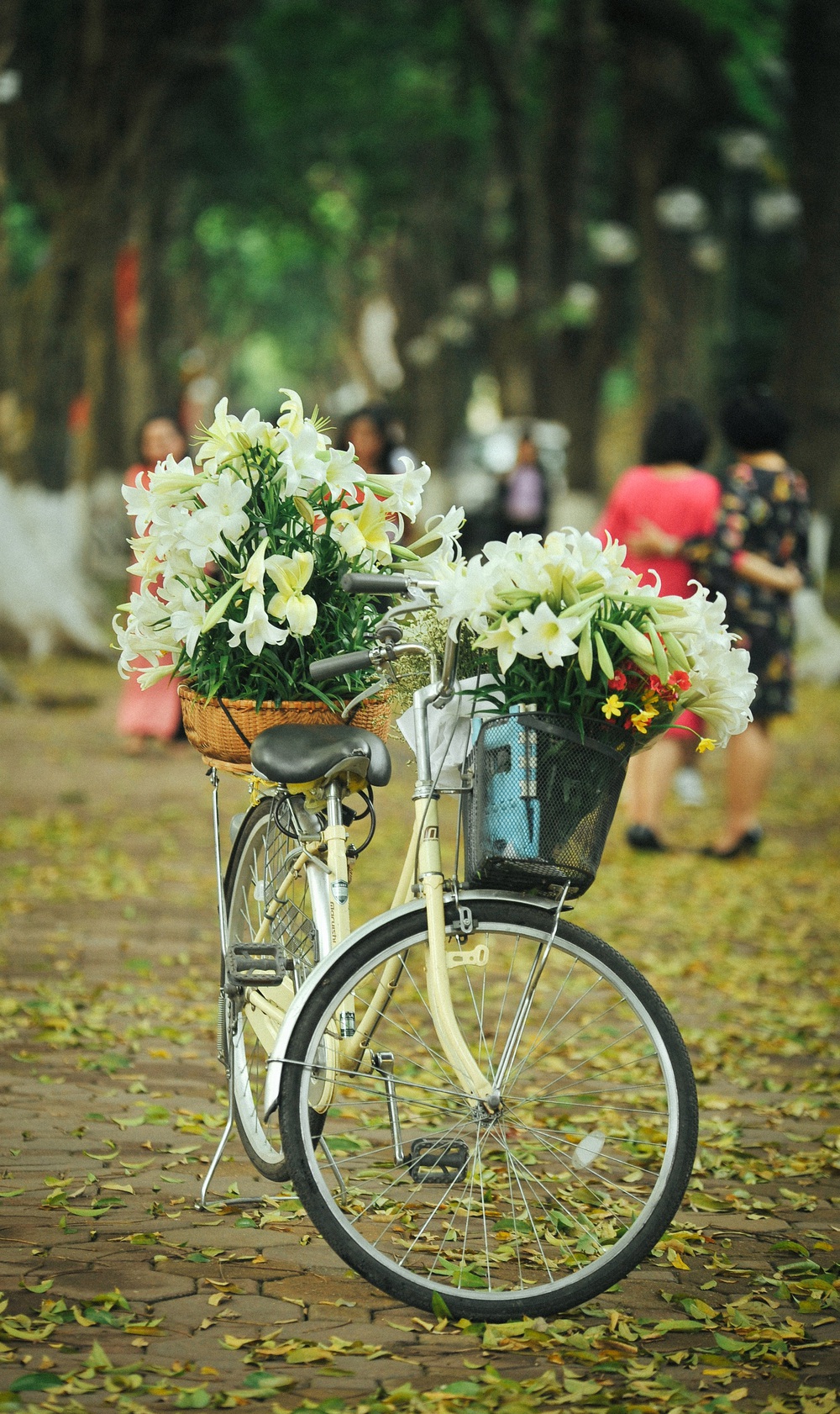Hà Nội – nơi đã từng là thủ đô của Việt Nam, cũng là nơi có rất nhiều loại hoa độc đáo, trong đó phải kể đến loa kèn Hà Nội. Loài hoa này có một màu sắc rực rỡ, đặc biệt và khiến con người không thể không chú ý đến. Nhấn vào hình ảnh loa kèn Hà Nội để xem những bức ảnh ấn tượng nhất về loài hoa này nhé!
