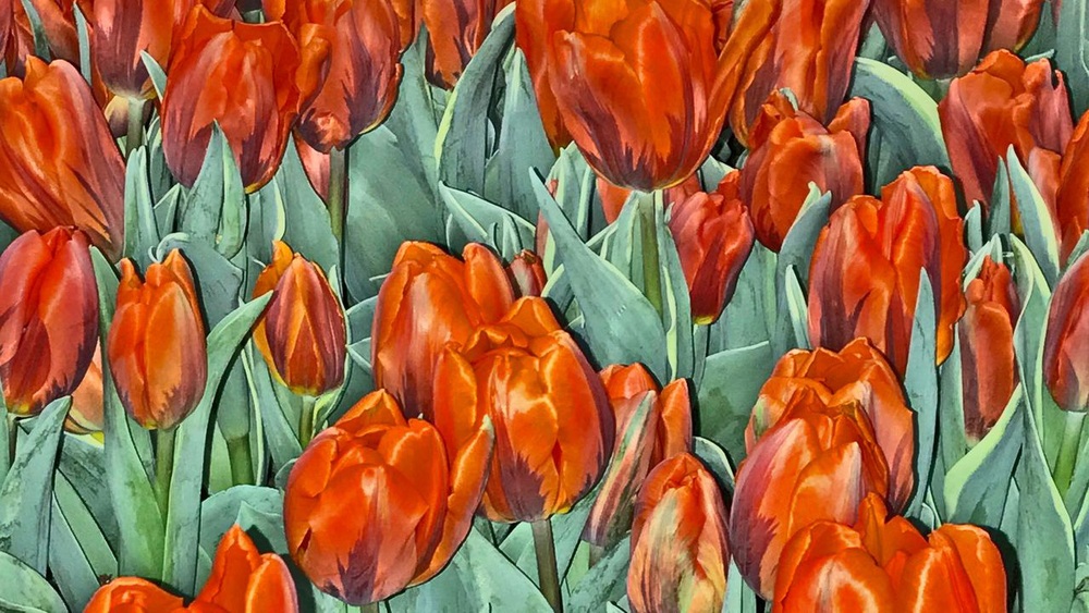 Sốt lan đột biến, giấc mộng ôm lan đổi đời và lời cảnh báo bong bóng tulip gần 400 năm trước - Ảnh 4.