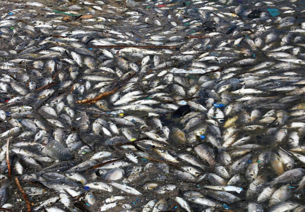 Hàng tấn cá chết nổi trắng trên hồ bị ô nhiễm ở Lebanon - Ảnh 8.