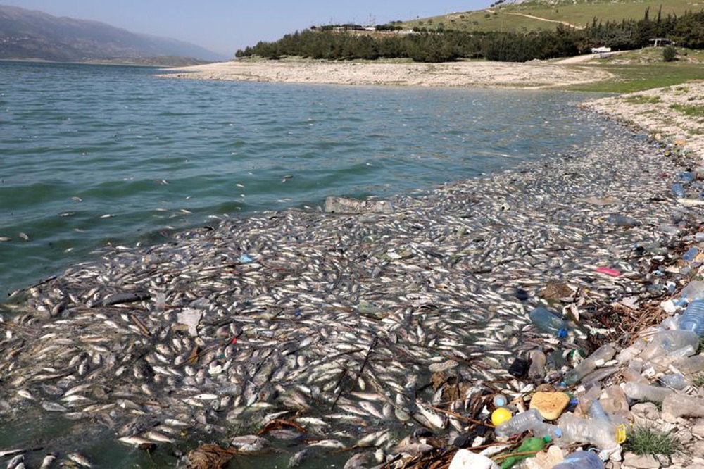 Hàng tấn cá chết nổi trắng trên hồ bị ô nhiễm ở Lebanon - Ảnh 5.