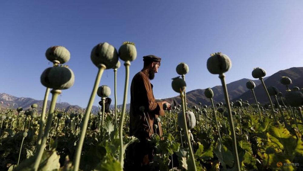 Cam kết không sản xuất thuốc phiện của lực lượng  Taliban liệu có thành sự thật? - Ảnh 1.