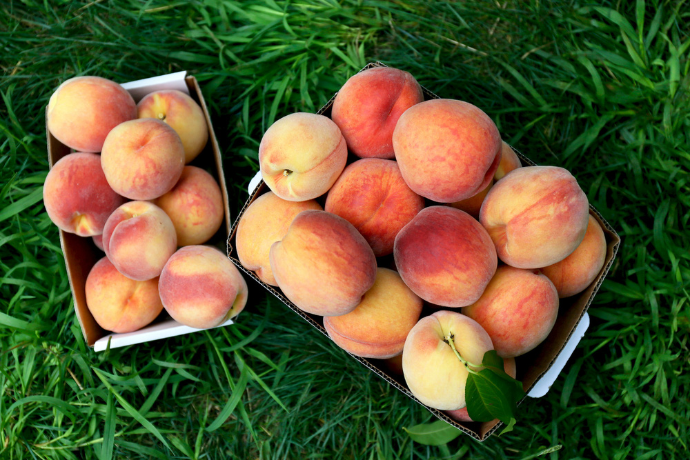 10 surprising health benefits and uses of peaches - Photo 9.