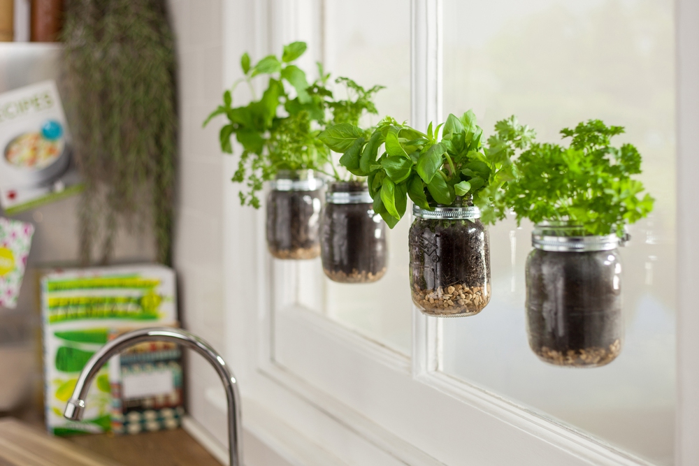 How to grow herbs indoors - Photo 4.