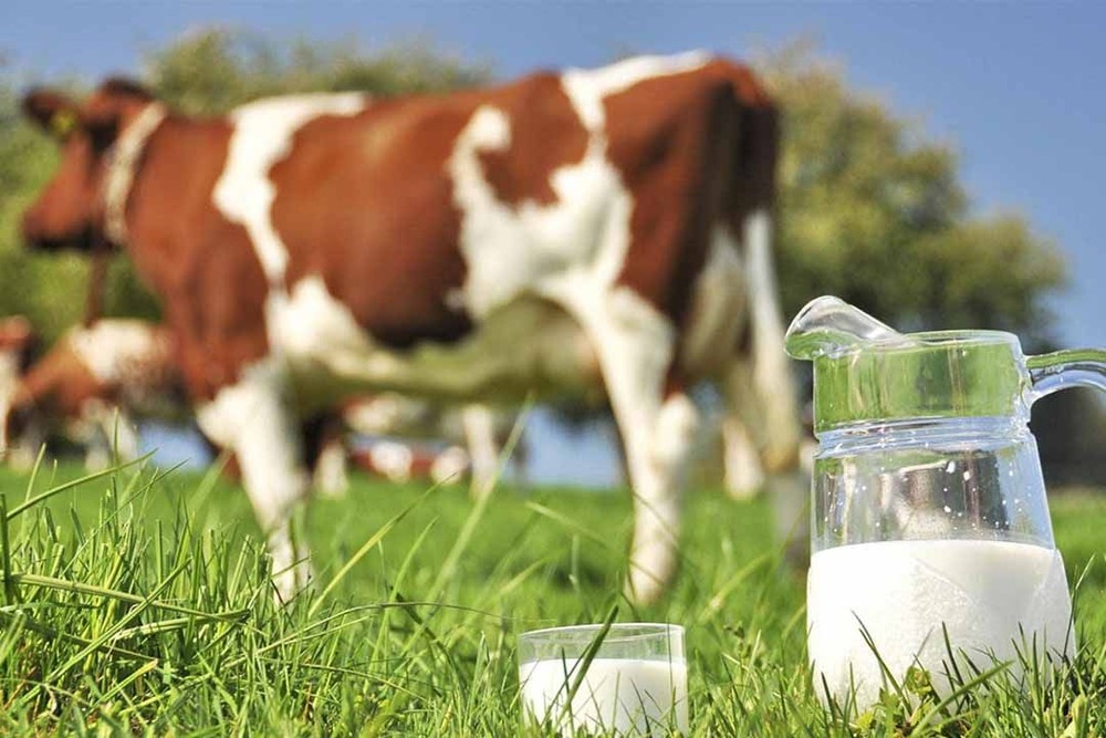Loại sữa nào tốt cho sức khoẻ nhất? - Ảnh 2.