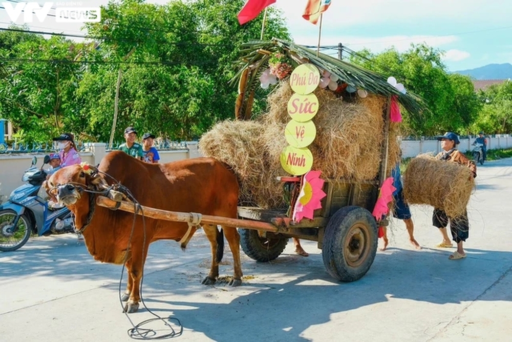 Khánh Hòa: Sôi động và vui nhộn với cuộc đua xe bò - Ảnh 6.