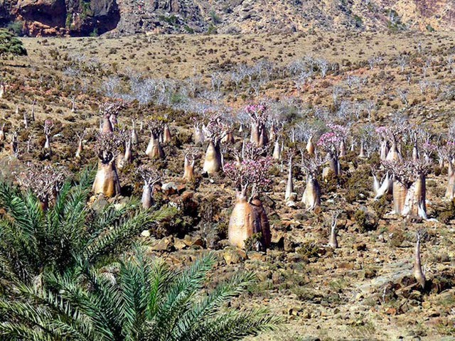 Khám phá Socotra - Hòn đảo được ví như hành tinh khác trên Trái đất - Ảnh 13.
