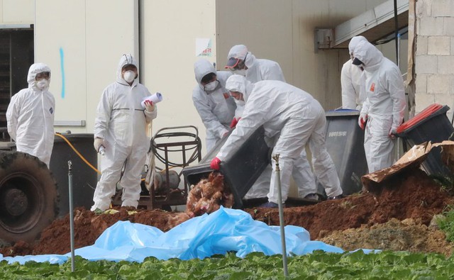 Hàn Quốc tiêu hủy 4 triệu con gia cầm, ngăn dịch cúm lan rộng - Ảnh 1.