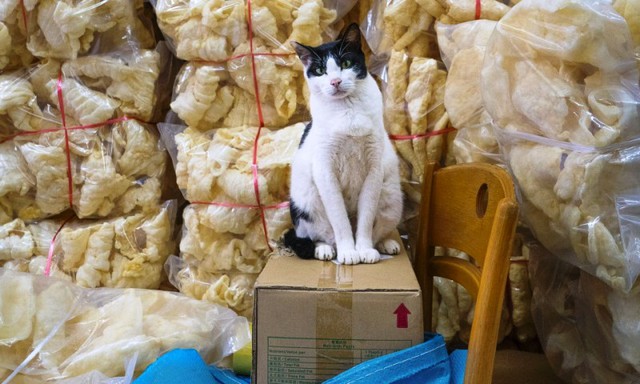 Văn hóa mèo tại các cửa hàng ở Hong Kong (Trung Quốc) - Ảnh 3.