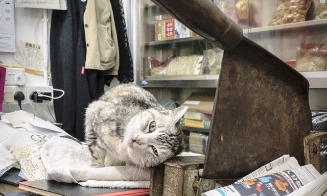 Văn hóa mèo tại các cửa hàng ở Hong Kong (Trung Quốc) - Ảnh 8.