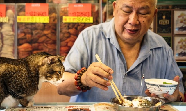 Văn hóa mèo tại các cửa hàng ở Hong Kong (Trung Quốc) - Ảnh 5.