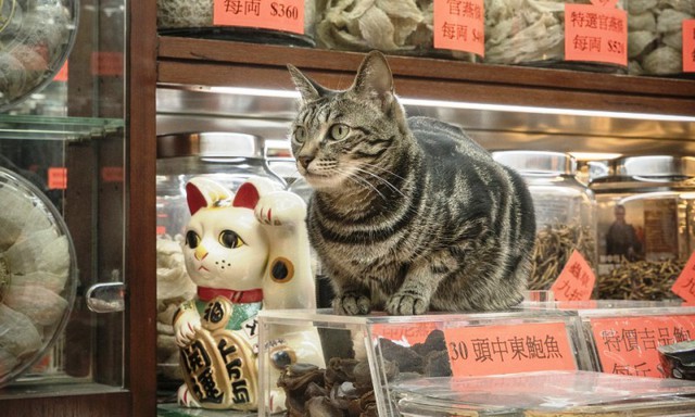 Văn hóa mèo tại các cửa hàng ở Hong Kong (Trung Quốc) - Ảnh 9.