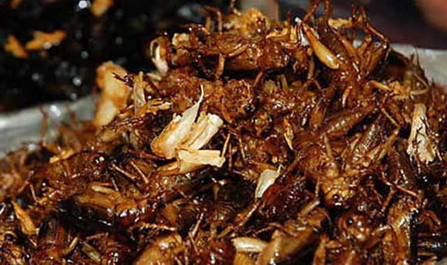 Kinh hãi những món ăn chế biến từ côn trùng được cho là bổ dưỡng - Ảnh 1.