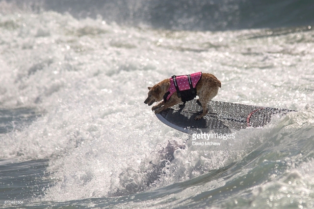 Cuộc thi lướt sóng dành riêng cho những... chú cún - Ảnh 1.