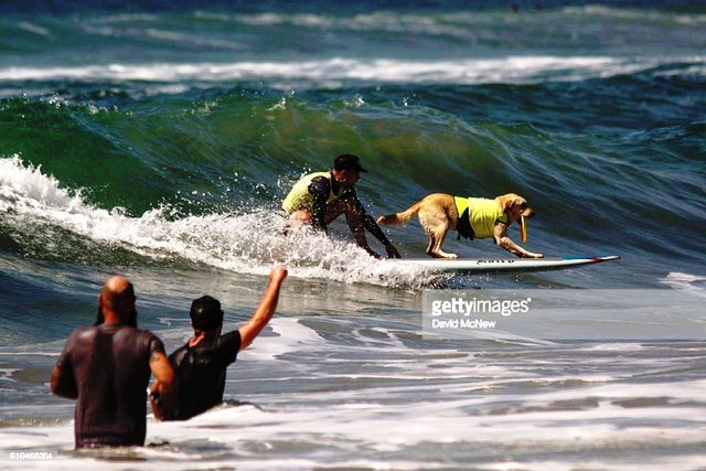 Cuộc thi lướt sóng dành riêng cho những... chú cún - Ảnh 2.
