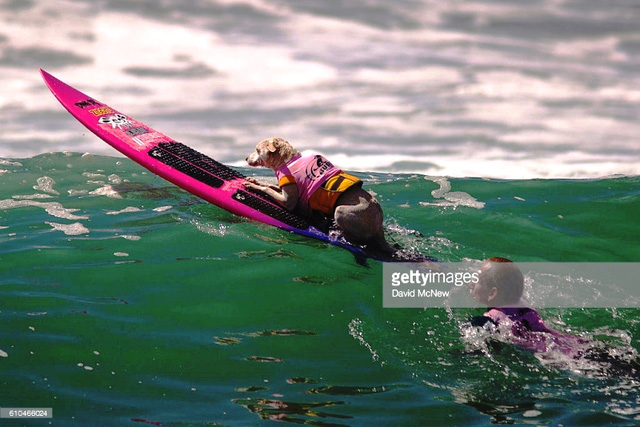 Cuộc thi lướt sóng dành riêng cho những... chú cún - Ảnh 5.