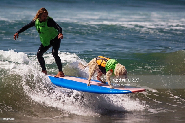 Cuộc thi lướt sóng dành riêng cho những... chú cún - Ảnh 6.