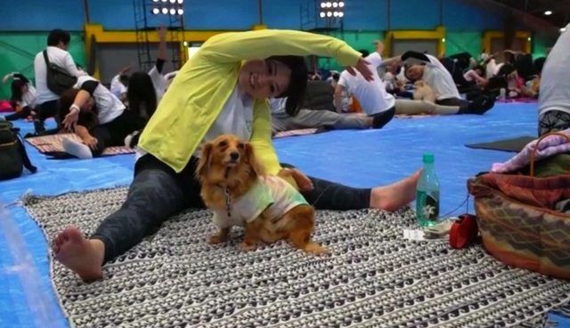 Kỷ lục tập yoga cùng cún cưng tại Nhật Bản - Ảnh 6.