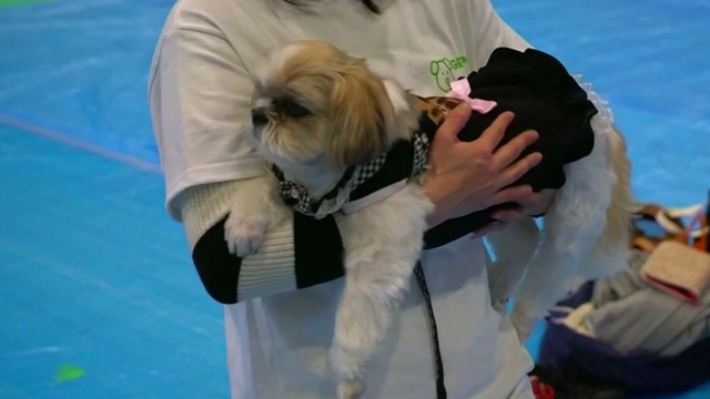 Kỷ lục tập yoga cùng cún cưng tại Nhật Bản - Ảnh 7.