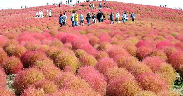 Diệu kì màn biến hóa của cây Kokia ở công viên Hitachi Seaside, Nhật Bản - Ảnh 2.