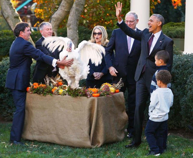 Tổng thống Obama phóng sinh gà tây nhân ngày lễ Tạ ơn - Ảnh 4.