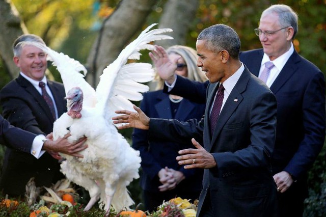 Tổng thống Obama phóng sinh gà tây nhân ngày lễ Tạ ơn - Ảnh 3.