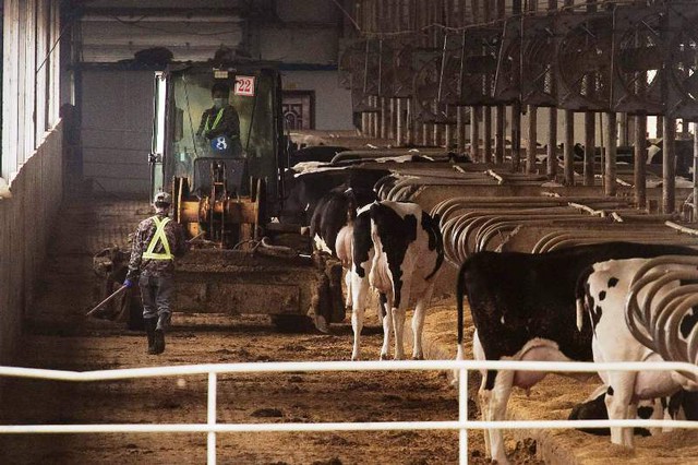 Trang trại nuôi bò khổng lồ ở Trung Quốc và bài toán chi phí môi trường - Ảnh 1.