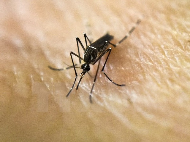 Virus Zika lây lan chóng mặt ở Singapore, Việt Nam có nên lo lắng? - Ảnh 1.