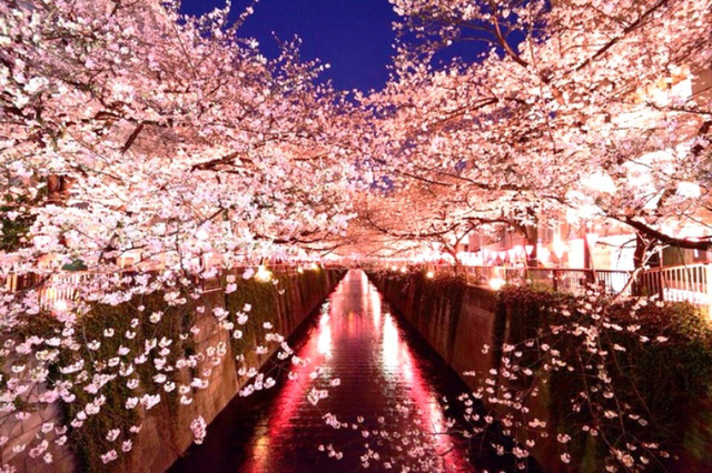 Mùa hoa anh đào Nhật Bản chính thức bắt đầu tại Tokyo - Ảnh 5.