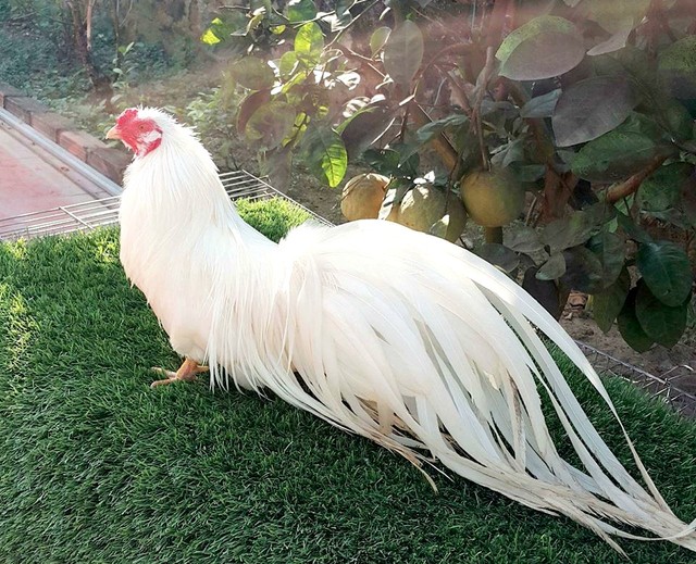 10 điều cực thú vị về con gà trong văn hóa Việt Báo Quảng Ninh điện tử