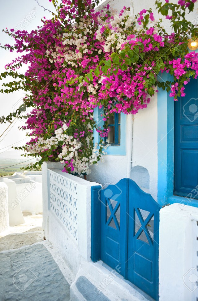 Sắc hồng hoa giấy tô điểm vẻ đẹp của Santorini - Ảnh 6.
