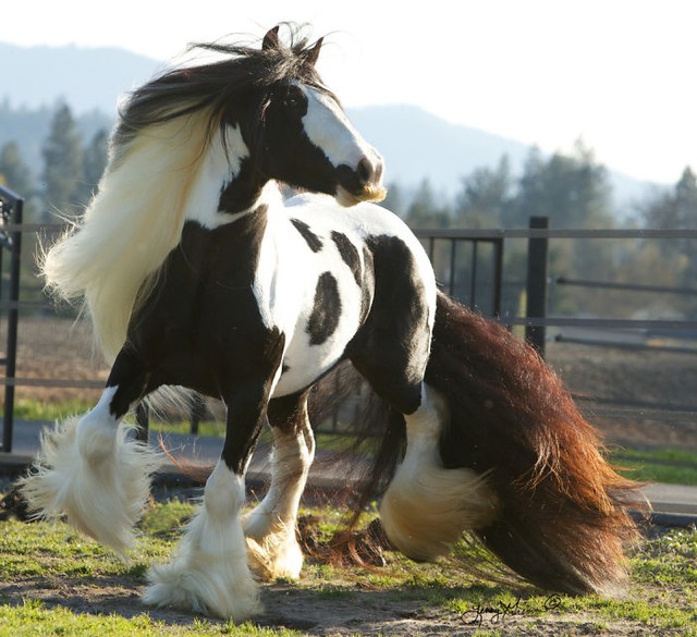 Có thể bạn chưa biết: Ngựa cũng có thể mọc râu - Ảnh 1.