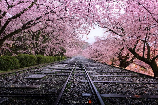 Ngẩn ngơ trước vẻ đẹp thần tiên của mùa hoa anh đào Nhật Bản - Ảnh 4.