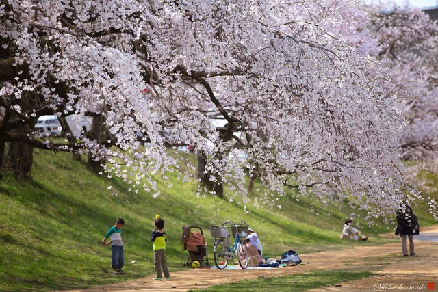 Ngẩn ngơ trước vẻ đẹp thần tiên của mùa hoa anh đào Nhật Bản - Ảnh 19.