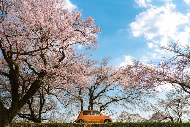 Ngẩn ngơ trước vẻ đẹp thần tiên của mùa hoa anh đào Nhật Bản - Ảnh 17.