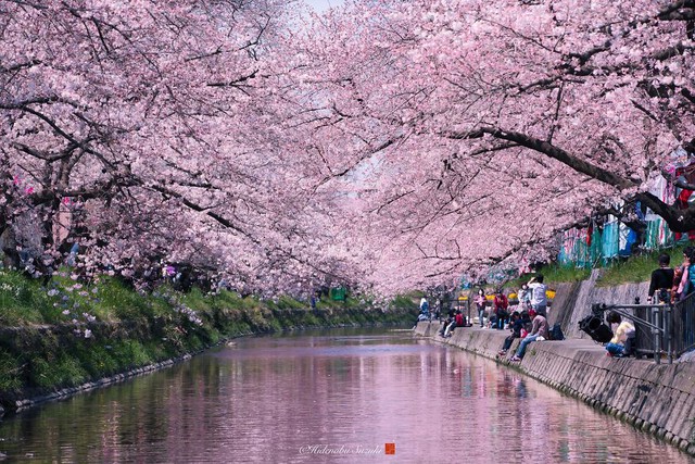 Ngẩn ngơ trước vẻ đẹp thần tiên của mùa hoa anh đào Nhật Bản - Ảnh 3.
