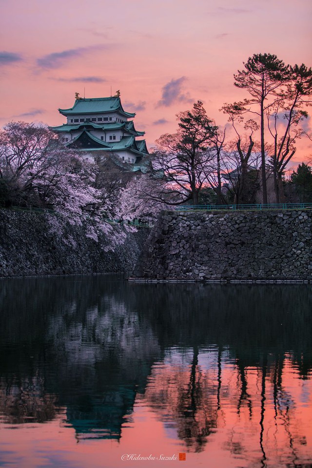 Ngẩn ngơ trước vẻ đẹp thần tiên của mùa hoa anh đào Nhật Bản - Ảnh 1.