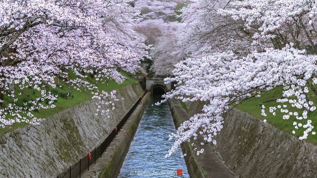 Ngẩn ngơ trước vẻ đẹp thần tiên của mùa hoa anh đào Nhật Bản - Ảnh 13.