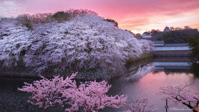 Ngẩn ngơ trước vẻ đẹp thần tiên của mùa hoa anh đào Nhật Bản - Ảnh 9.