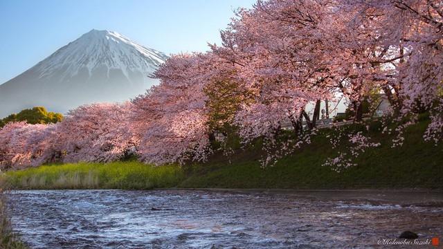Ngẩn ngơ trước vẻ đẹp thần tiên của mùa hoa anh đào Nhật Bản - Ảnh 5.