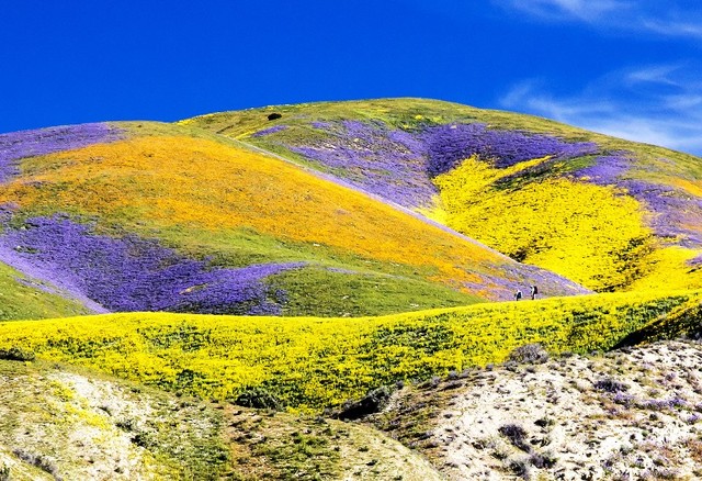 Đẹp như mơ những cánh đồng cỏ hoa ở California, Mỹ - Ảnh 4.