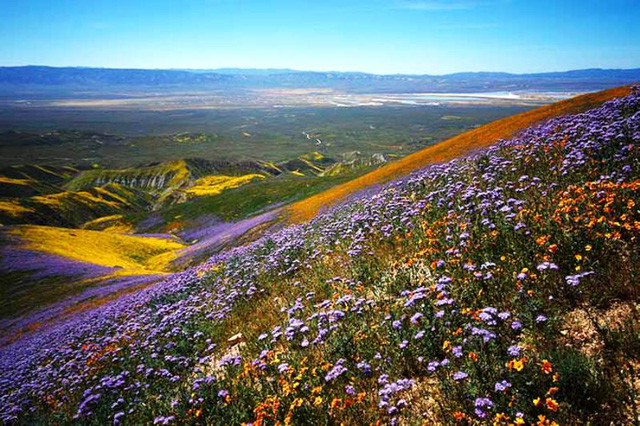 Đẹp như mơ những cánh đồng cỏ hoa ở California, Mỹ - Ảnh 5.
