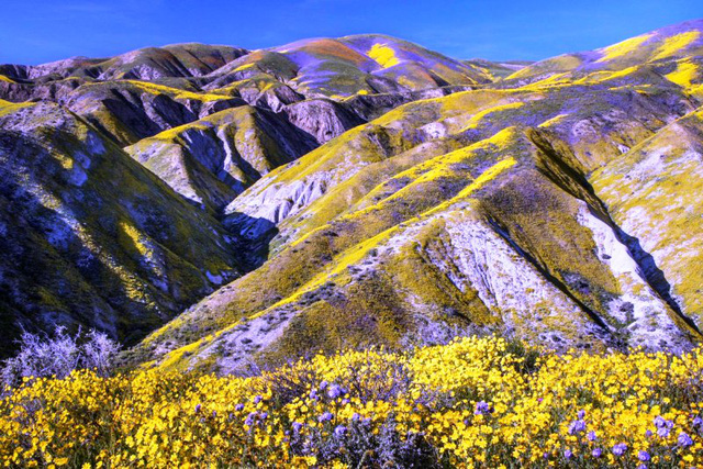 Đẹp như mơ những cánh đồng cỏ hoa ở California, Mỹ - Ảnh 6.
