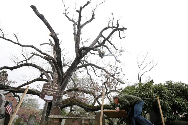 Mỹ: Người dân New Jersey chia tay cây sồi 600 năm tuổi - Ảnh 2.