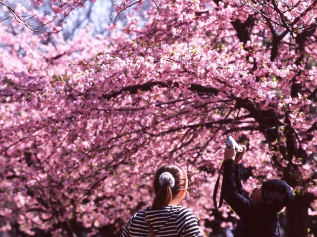 Mùa hoa anh đào Nhật Bản chính thức bắt đầu tại Tokyo - Ảnh 4.
