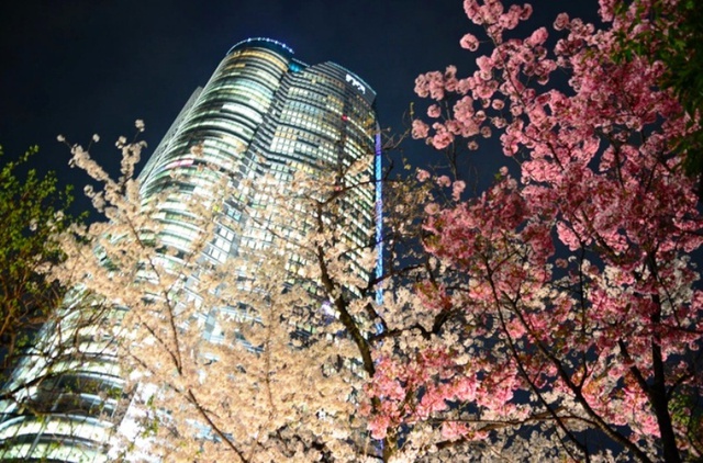 Mùa hoa anh đào Nhật Bản chính thức bắt đầu tại Tokyo - Ảnh 6.