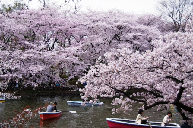 Mùa hoa anh đào Nhật Bản chính thức bắt đầu tại Tokyo - Ảnh 1.