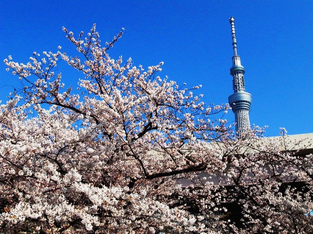 Mùa hoa anh đào Nhật Bản chính thức bắt đầu tại Tokyo - Ảnh 9.
