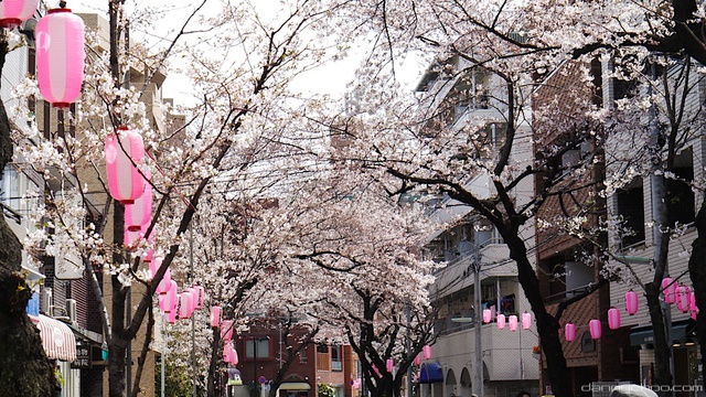Mùa hoa anh đào Nhật Bản chính thức bắt đầu tại Tokyo - Ảnh 10.