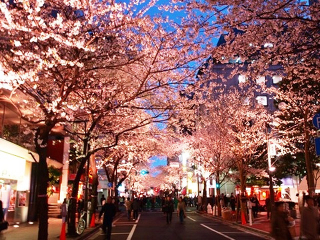 Mùa hoa anh đào Nhật Bản chính thức bắt đầu tại Tokyo - Ảnh 7.