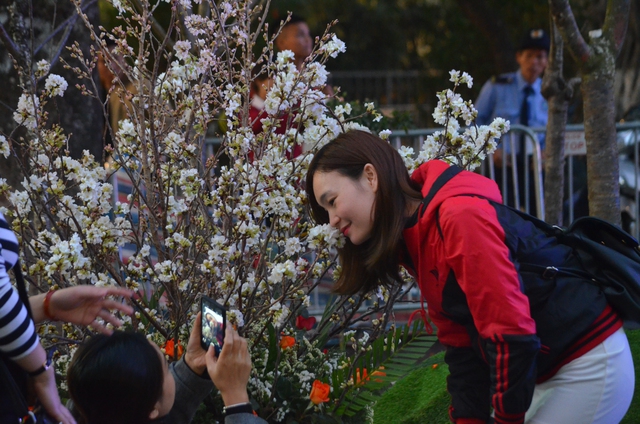 Khai mạc Lễ hội hoa anh đào 2017: Vườn hoa tượng đài Lý Thái Tổ rực rỡ sắc hoa - Ảnh 2.